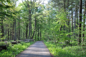 Waldweg im Sommer
