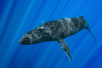 humpback whale resting at dawn in french polynesia deep waters