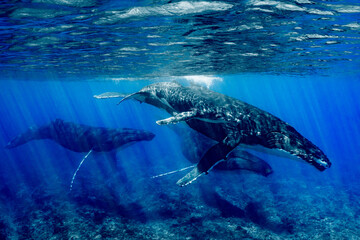 Fototapeta premium five humpback whales including mother and calf resting close to Moorea reef french polynesia