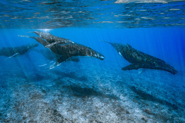 five humpback whales including mother and calf resting close to Moorea reef french polynesia