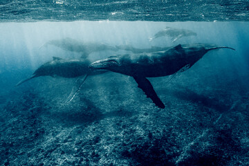 five humpback whales including mother and calf resting close to Moorea reef french polynesia