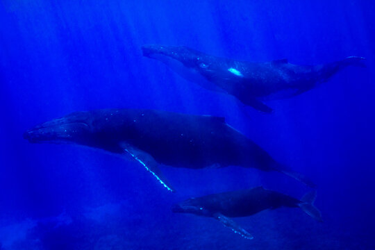 three humpback whales including mother and calf resting close to Moorea, French Polynesia
