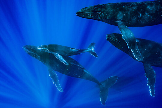 five humpback whales including mother and calf resting at dawn in french polynesia deep waters