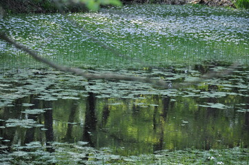 Teich mit Blumen und Pflanzen im Wald