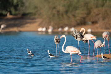 Flamingos in the Al Qudra Lakes in the desert of Dubai - UAE	