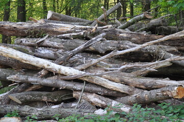 Alte Baumstämme im Wald
