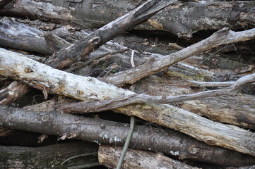 Holz Stapel im Wald