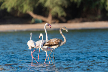 Flamingos in the Al Qudra Lakes in the desert of Dubai - UAE