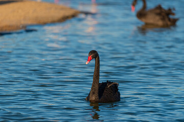 Black Swans swimming in Qudra Lakes in Dubai -UAE