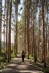 woman with hat and backpack on the ecological hiking trail in the forest. Naturalist exploring wildlife and ecotourism adventure walking in a national wildlife park
