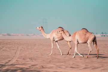 Camels in UAE desert
