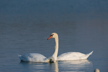 Obraz na płótnie Canvas white swan in Al Qudra Lakes in Dubai UAE