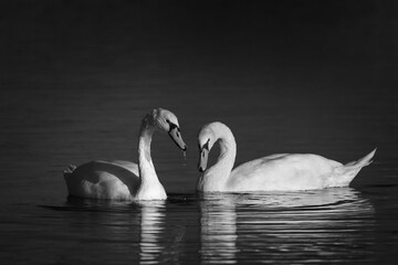 white swan in Al Qudra Lakes in Dubai UAE