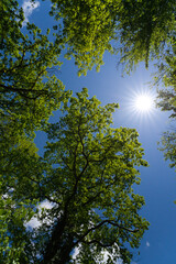 Fototapeta premium the view up to an oak tree towards a blue sky with a beautiful sun star in springtime