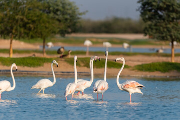 Flamingos in the Al Qudra Lakes in the desert of Dubai - UAE