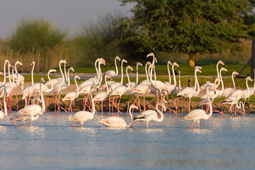 Naklejka premium Flamingos in the Al Qudra Lakes in the desert of Dubai - UAE