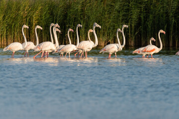 Flamingos in the Al Qudra Lakes in the desert of Dubai - UAE