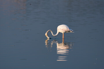 Flamingos in the Al Qudra Lakes in the desert of Dubai - UAE