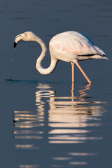 Flamingos in the Al Qudra Lakes in the desert of Dubai - UAE