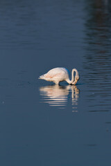 Flamingos in the Al Qudra Lakes in the desert of Dubai - UAE