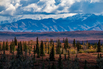 dramatic autumn landscape of snowcapped mountain ranges and peaks inside DEnali National park .