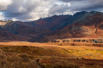 dramatic autumn landscape of snowcapped mountain ranges and peaks inside DEnali National park .