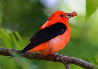 a striking male scarlet tanager perched in a mulberry tree, eating a mulberry during spring...