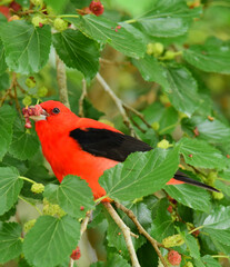 a striking male scarlet tanager perched in a mulberry tree during spring migration at smith oaks sanctuary on high island, near winnie, texas