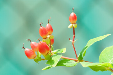 Cute Pink Hypericum berries Close Up  © htmSana