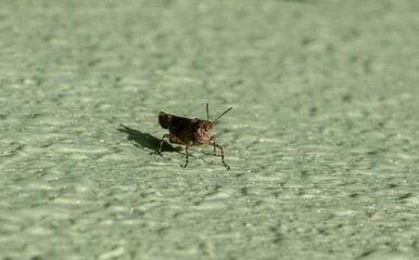 Light green concrete stone wall texture and a brown grasshopper in shallow focus, natural background