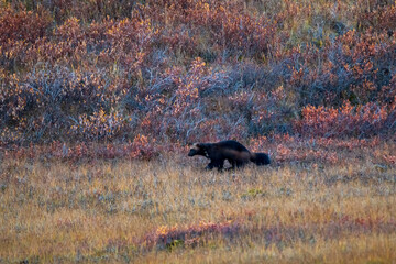 wolverine in its natural habitat inside the tundra of Denali national Park.