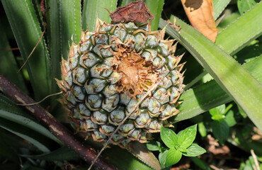 An animal damaged raw pineapple in a pineapple plantation