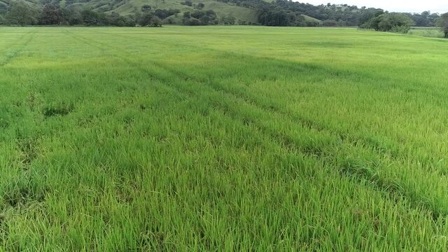 campos de cultivo arroz de latinoamerica