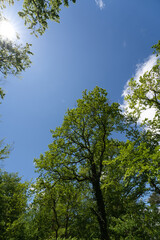 the view up to an oak tree towards a blue sky with a beautiful sun star in springtime