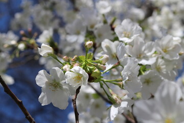 blossom in spring