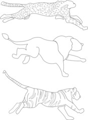 Paintable vector of a lion, leopard and tiger. Wild animals without color.