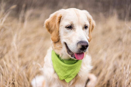 Adorable golden retriever muzzle on dry grass background