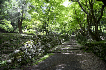Fototapeta premium 新緑の鶏足寺 参道 滋賀県長浜市