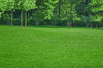 Backyard Garden Park Shady Fresh Lawn Green Background Or Texture. Lawn Made From Turf Or Sod....