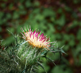 Bristle Thistle - Cirsium horridulum - in full flower by a sunny roadside in north carolina.