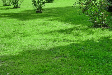 Backyard Shady Fresh Lawn Background Texture. Rolled Lawn. Country Garden Or Park Green Bright Grass. Background With Trees Shadow. Picnic Family Place On Grass Or Resting Area. Focus Selective.