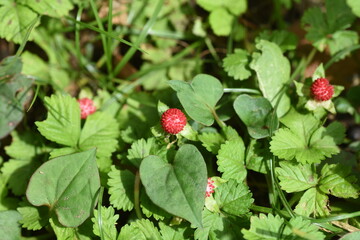 False strawberry (Potentillia hebiichigo). Rosaceae perennial grass.