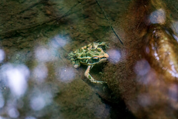 A Pickerel Frog (Lithobates palustris) peers out from under the water in a creek flowing through Umstead State Park in North Carolina.