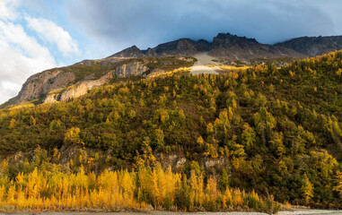 Obraz premium vibrant golden yellow autumn foliage in the mountains of Alaska taking during fall season.