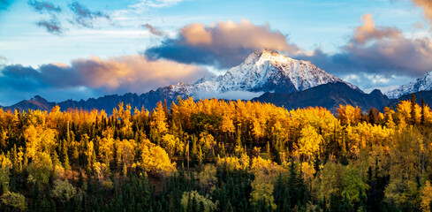 dramatic landscape of golden yellow autumn foliage of aspen and birch trees and snowcapped  mountains of the Chugach mountain range in Alaska.