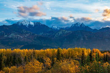 Fototapeta na wymiar dramatic landscape of golden yellow autumn foliage of aspen and birch trees and snowcapped mountains of the Chugach mountain range in Alaska.