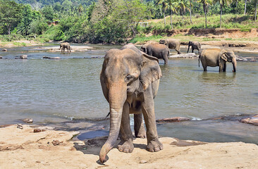 Asia Elephant bath in river