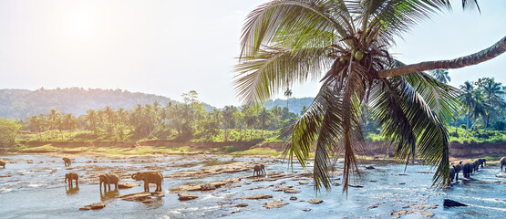 Elephant family in river washing water, Sri Lanka. - obrazy, fototapety, plakaty