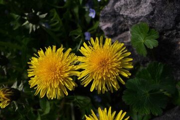 Close-up of a dandelion flower