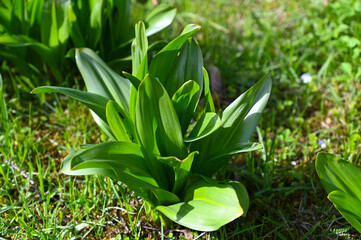 Obraz premium Plant in nature close-up.